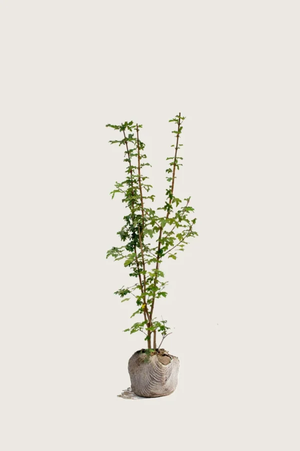 Naverlønn 150cm Grenet | Plantinavia