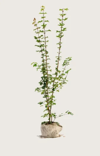 Naverlønn 225cm Grenet | Plantinavia