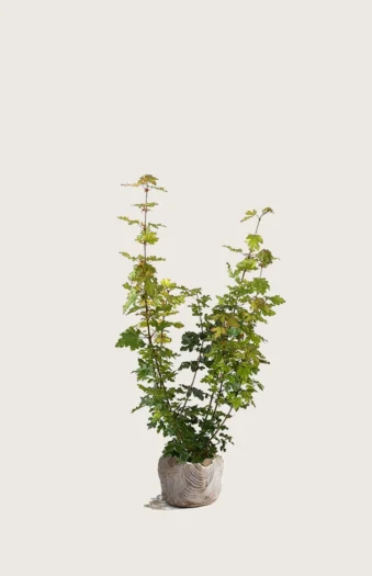 Naverlønn 80cm Grenet | Plantinavia