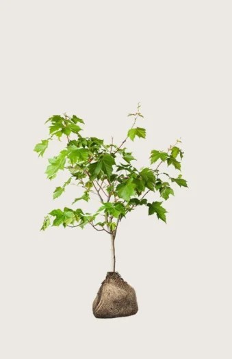 Naverlønn 100cm Outlet | Plantinavia