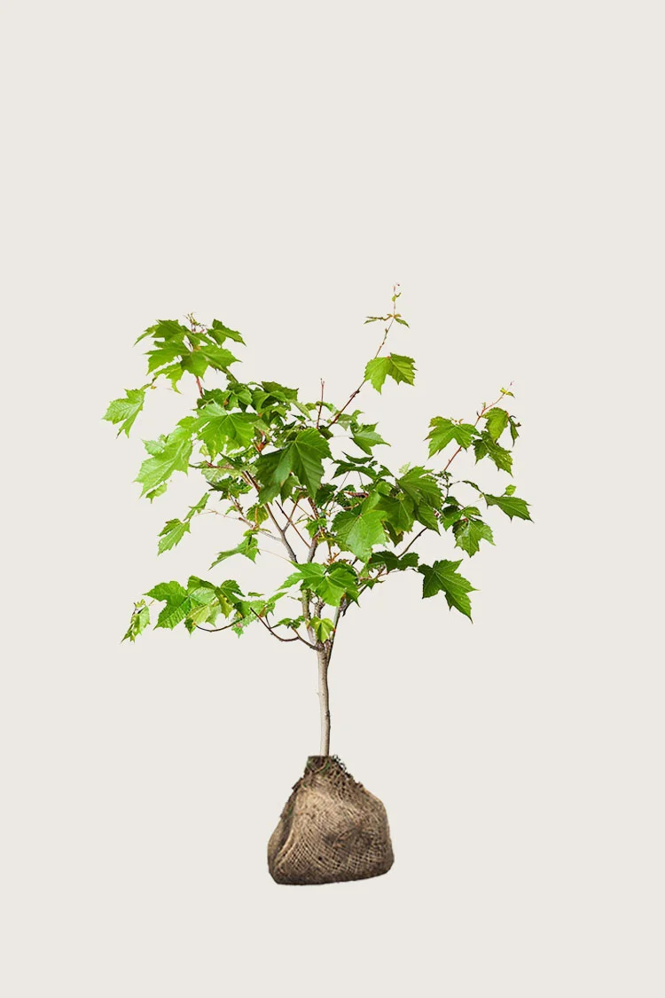 Naverlønn 100cm Outlet | Plantinavia