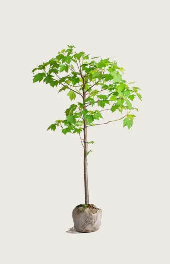 Naverlønn 125cm Outlet | Plantinavia