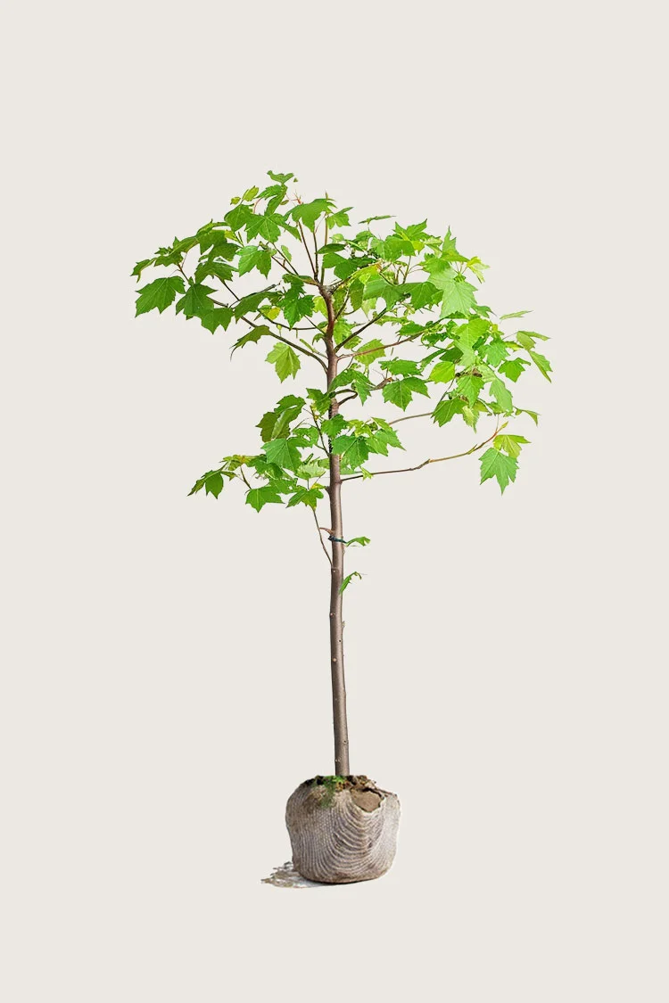 Naverlønn 175cm Outlet | Plantinavia