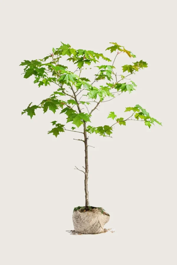 Naverlønn 200cm Outlet | Plantinavia