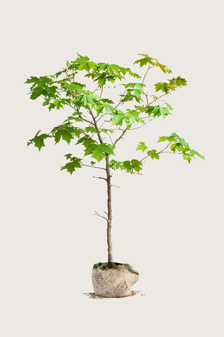 Naverlønn 200cm Outlet | Plantinavia