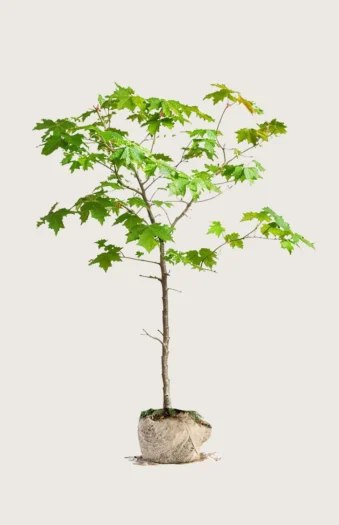 Naverlønn 225cm Outlet | Plantinavia