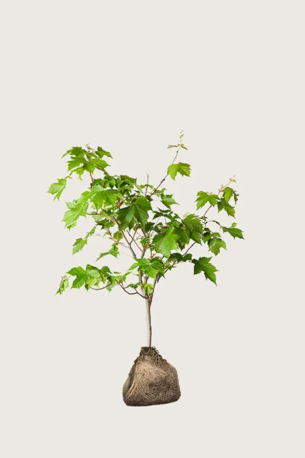 Naverlønn 80cm Outlet | Plantinavia