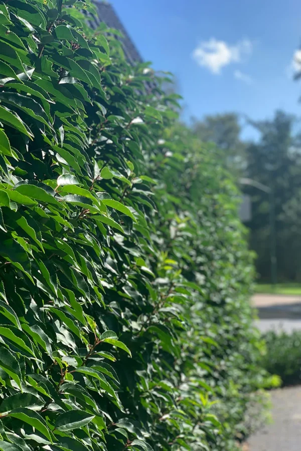 Rotklump Outlet 100cm - Bilde 2