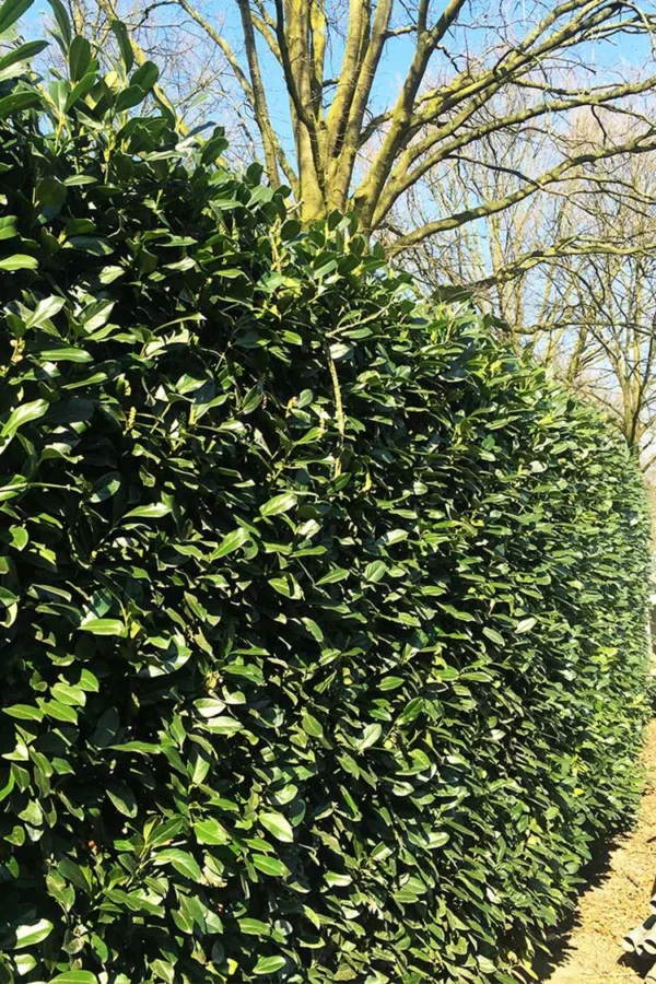 Laurbærhegg Genolia