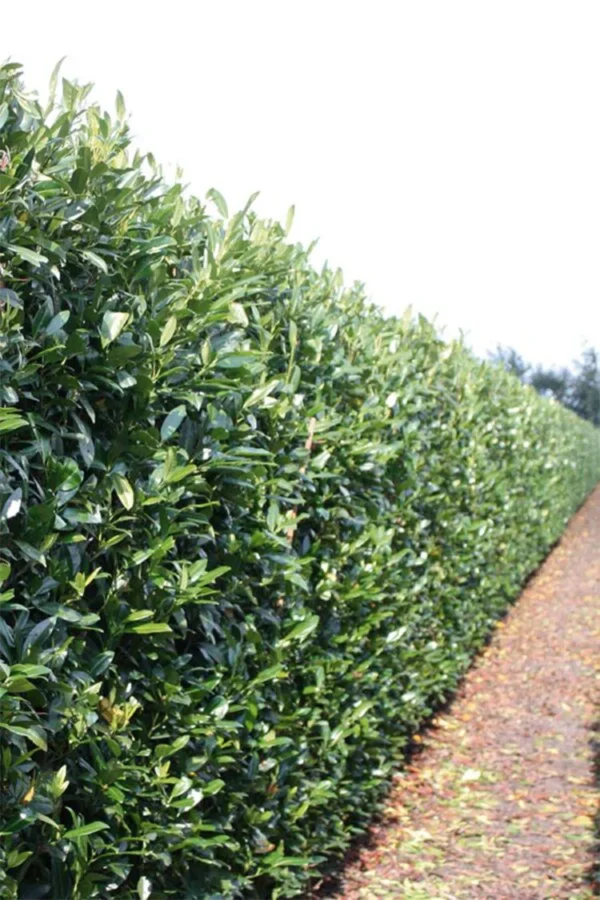 Laurbærhegg Herbergii