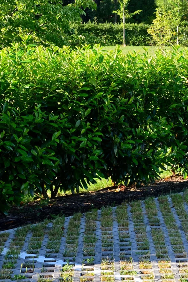 Rotklump Velgrenet 150cm - Bilde 2