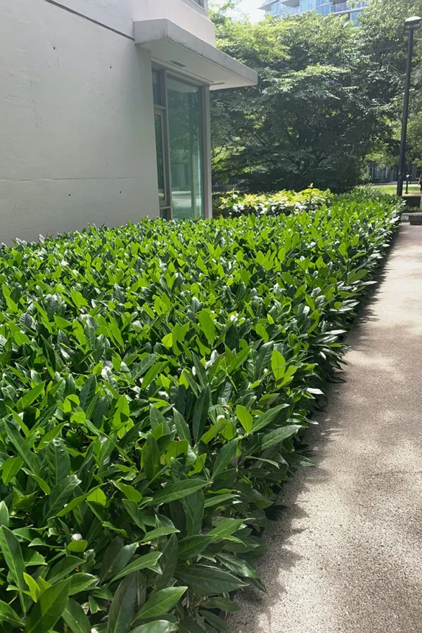 Laurbærhegg Otto-Luyken