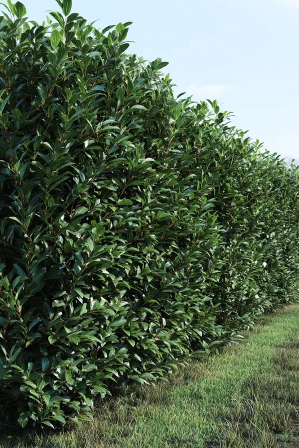 Laurbærhegg Bonaparte