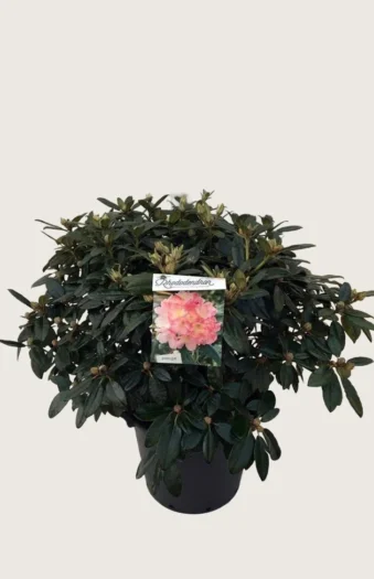Rhododendron yakushimanum 30cm Grenet | Plantinavia