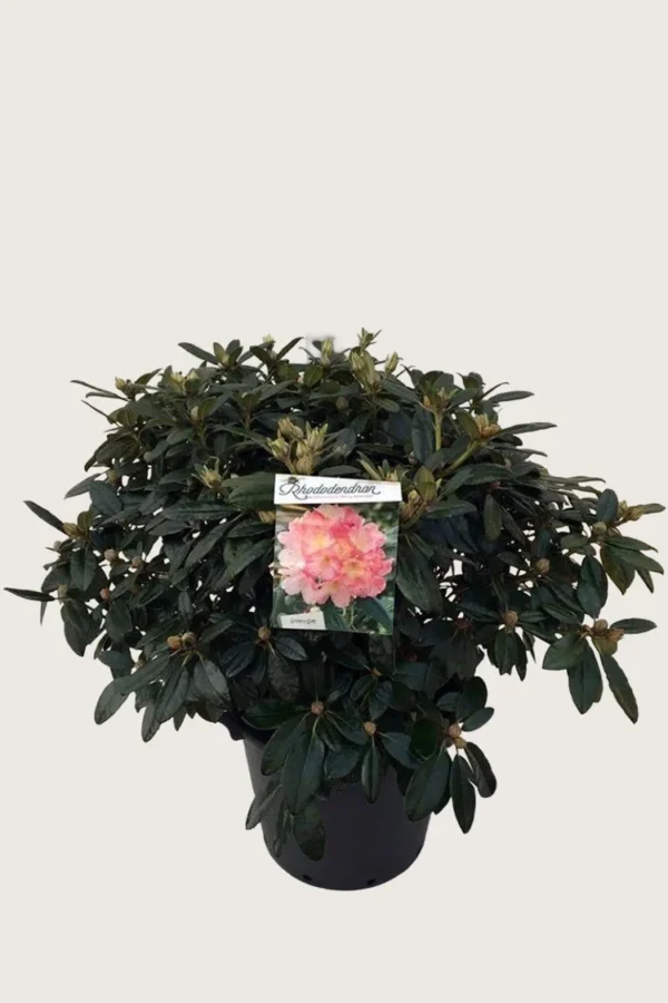 Rhododendron yakushimanum 30cm Grenet | Plantinavia