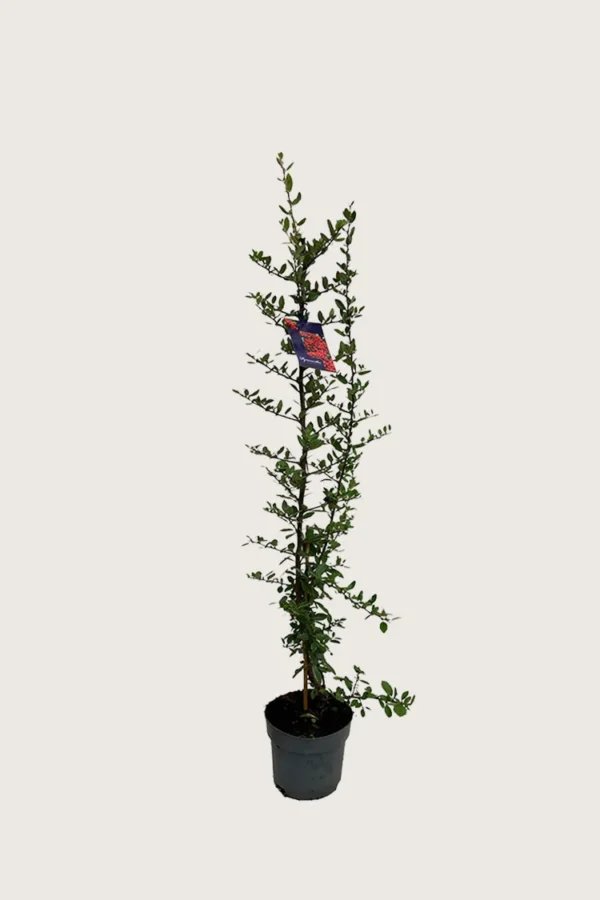 Rød Ildtorn 150cm Velgrenet | Plantinavia