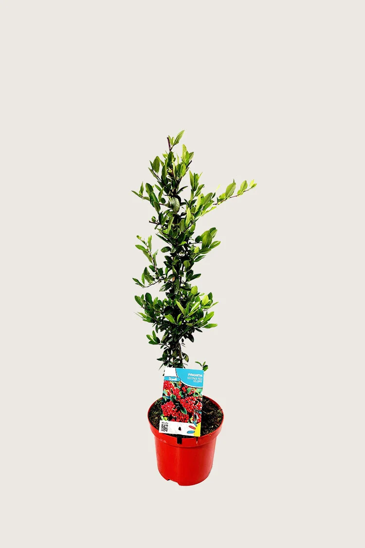 Rød Ildtorn 60cm Velgrenet | Plantinavia