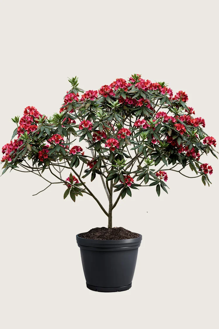 Rød Rhododendron 150cm Velgrenet | Plantinavia