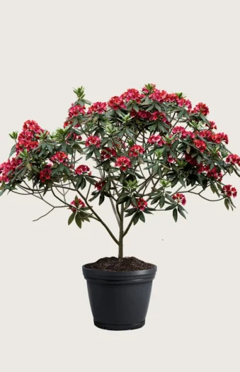Rød Rhododendron 200cm Velgrenet | Plantinavia
