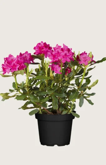 Rød Rhododendron 60cm Velgrenet | Plantinavia
