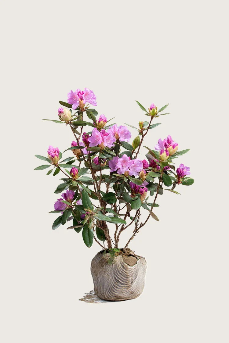 Rød Rhododendron 80cm Grenet | Plantinavia