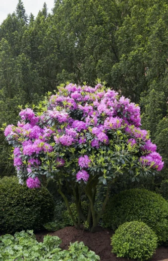 Rosa Rhododendron 200cm Velgrenet | Plantinavia