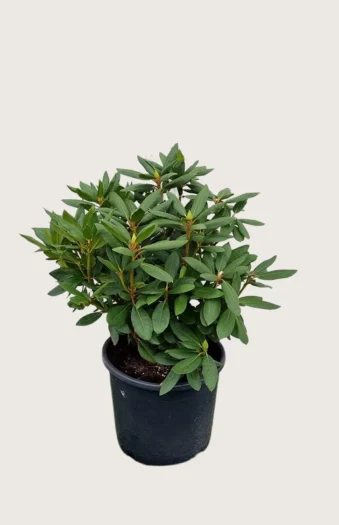 Rosa Rhododendron 60cm Velgrenet | Plantinavia
