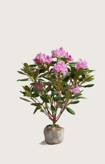 Rosa Rhododendron 100cm Velgrenet | Plantinavia