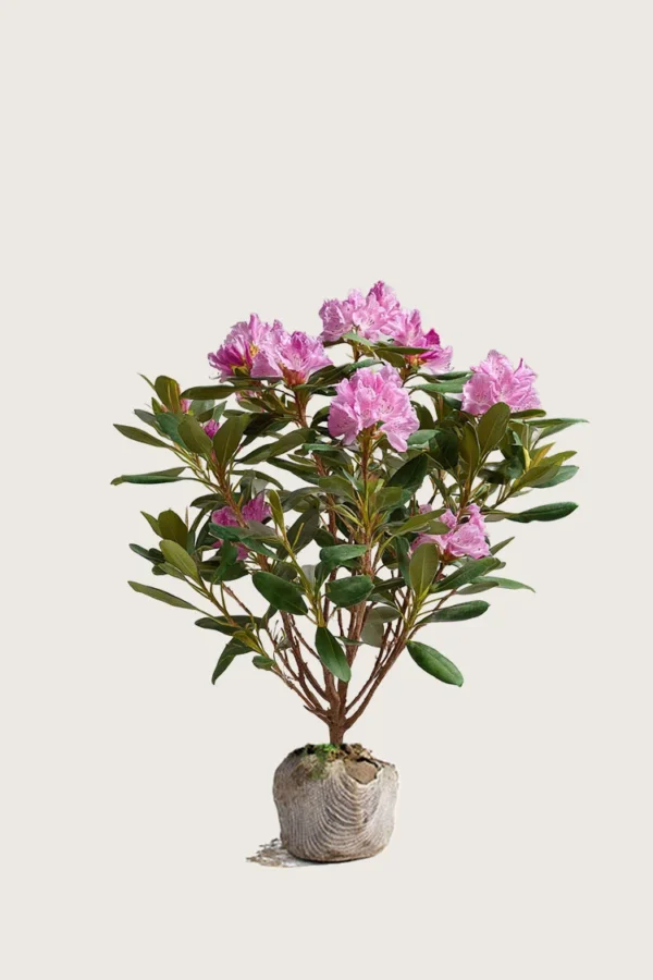 Rosa Rhododendron 60cm Velgrenet | Plantinavia