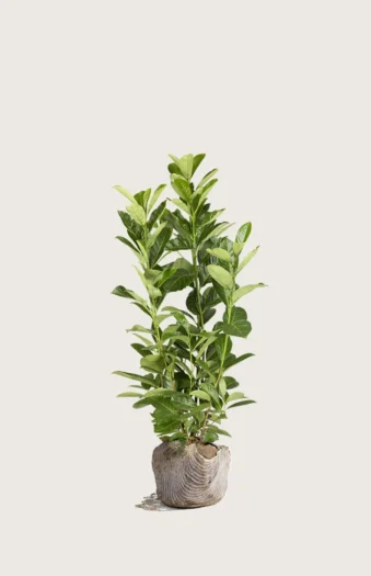 100cm Grenet | Plantinavia