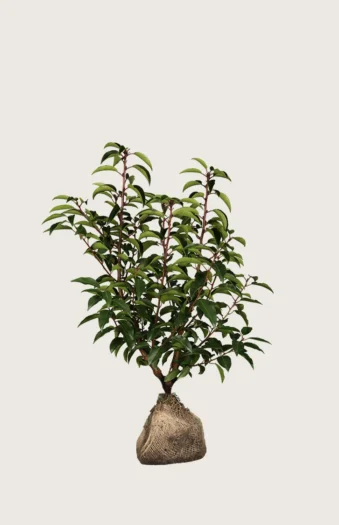 100cm Outlet | Plantinavia