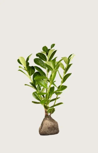 100cm Outlet | Plantinavia