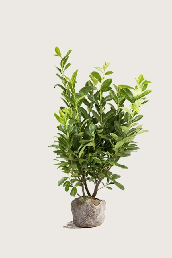 150cm Velgrenet | Plantinavia