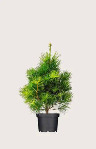 Sembrafuru 100cm Velgrenet | Plantinavia
