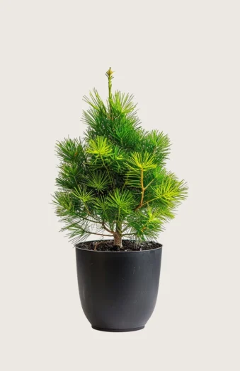 Sembrafuru 125cm Velgrenet | Plantinavia