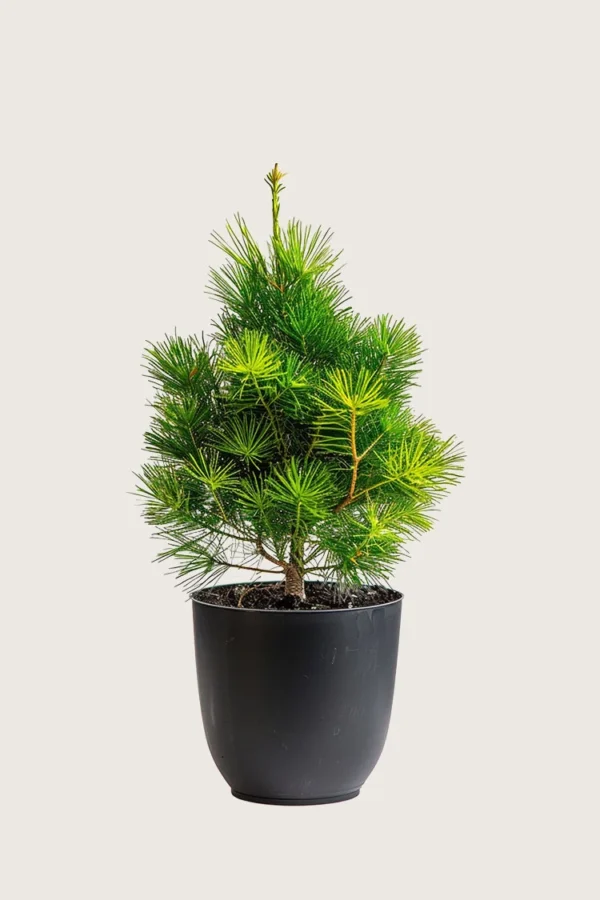Sembrafuru 150cm Velgrenet | Plantinavia