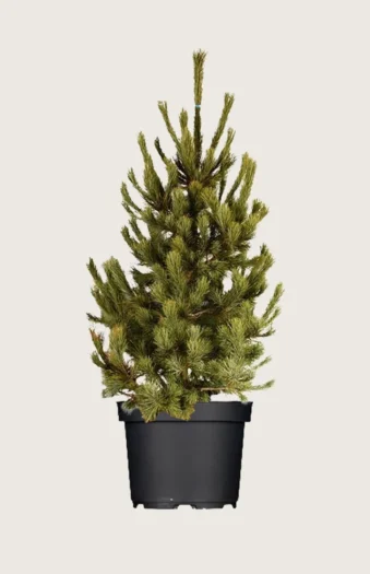 Sembrafuru 225cm Velgrenet | Plantinavia
