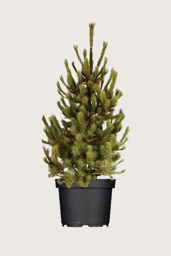 Sembrafuru 250cm Velgrenet | Plantinavia