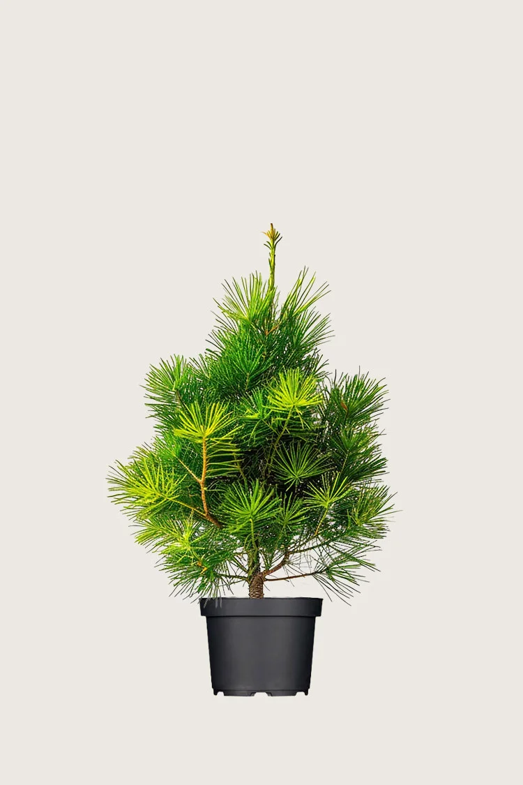 Sembrafuru 80cm Velgrenet | Plantinavia