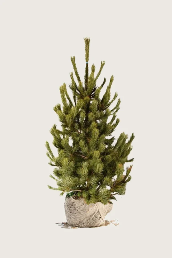 Sembrafuru 100cm Velgrenet | Plantinavia