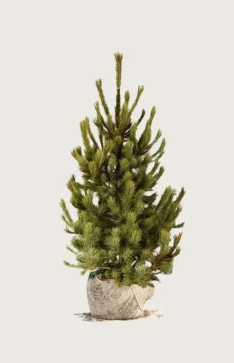 Sembrafuru 125cm Velgrenet | Plantinavia