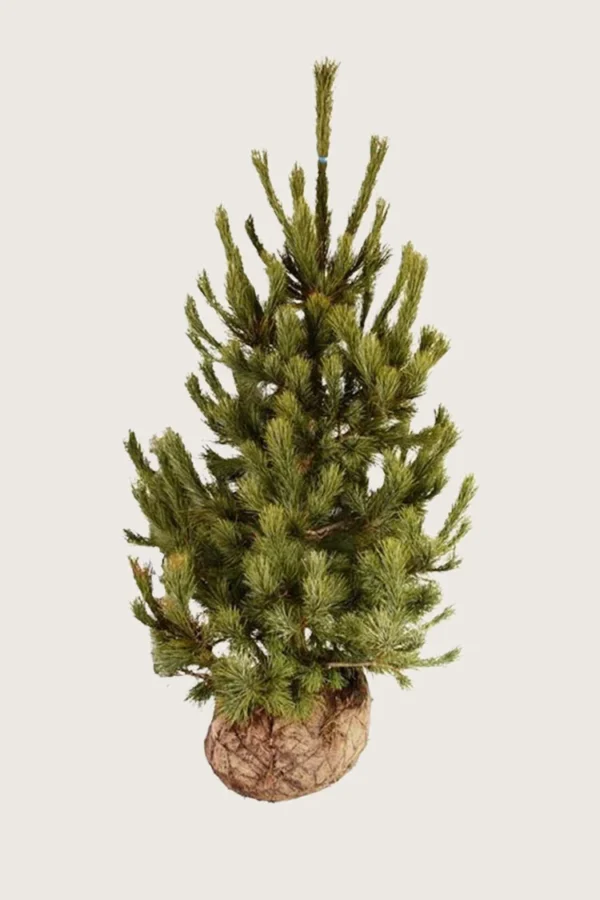 Sembrafuru 250cm Velgrenet | Plantinavia