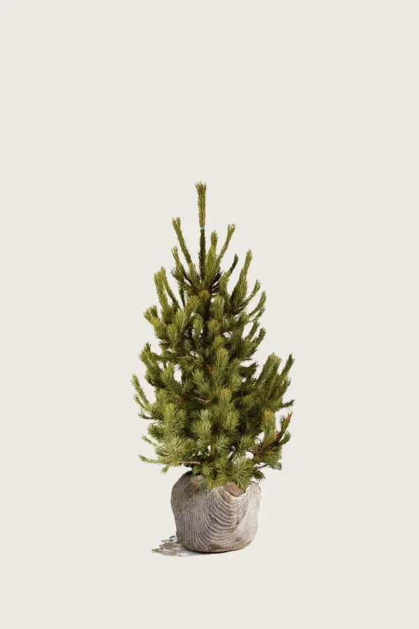 Sembrafuru 40cm Velgrenet | Plantinavia