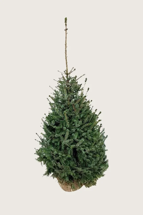 Serbergran 150cm Velgrenet | Plantinavia