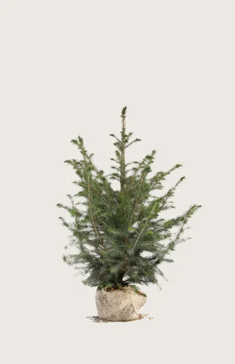 Serbergran 40cm Velgrenet | Plantinavia