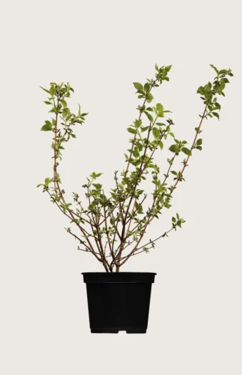 Skjærsmin 125cm Velgrenet | Plantinavia