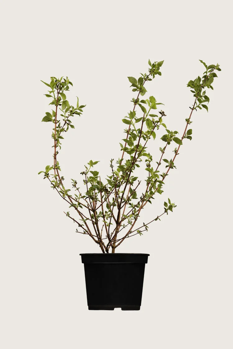 Skjærsmin 125cm Velgrenet | Plantinavia