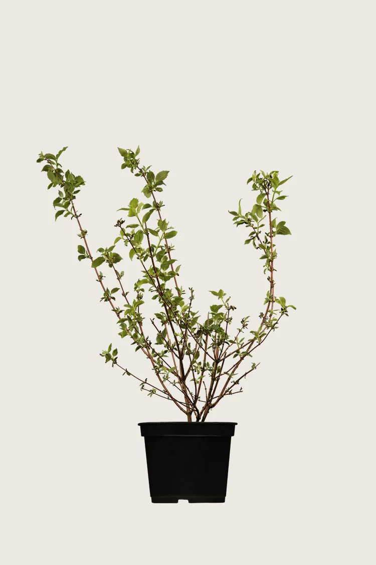 Skjærsmin 80cm Velgrenet | Plantinavia