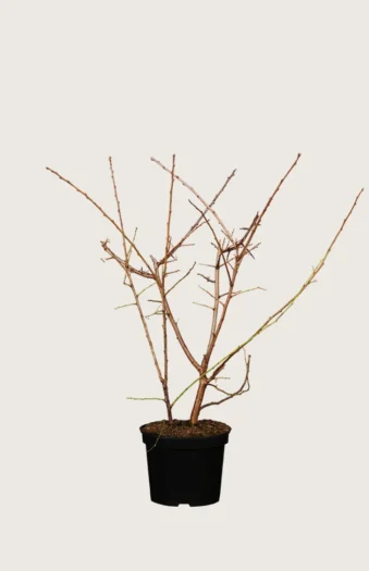 Slåpetorn 40cm Grenet | Plantinavia