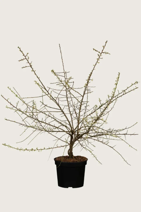 Slåpetorn 125cm Velgrenet | Plantinavia